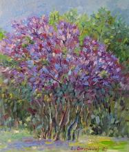 The lilacs in blossom