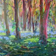Morning in the forest